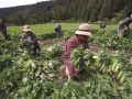 高原蔬菜“登山”记
