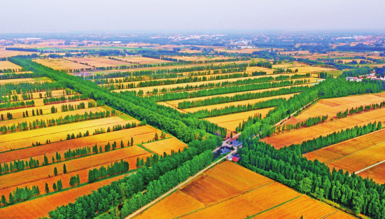 天长市国家现代农业产业园优质水稻种植示范区。 全媒体记者计成军摄