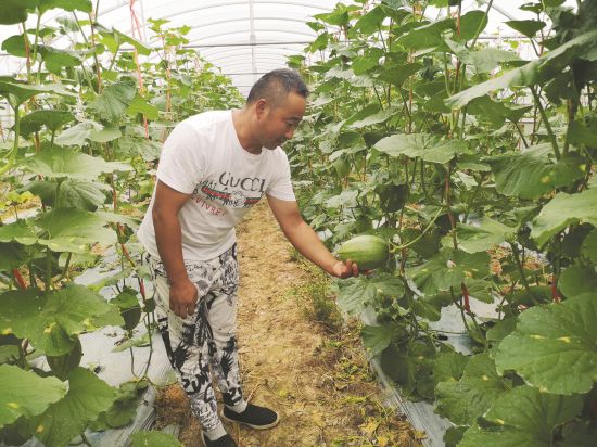 九月七日,合作社社长乔稳武在大棚内查看哈密瓜长势。 全媒体记者王 琼摄