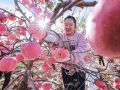 山东荣成：苹果喜丰收 果农采摘忙