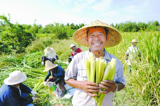 近日，来安县施官镇种粮大户朱广辉的100多亩茭白进入了采收期。村民正忙着收割、打包，田间地头一派忙碌景象。
