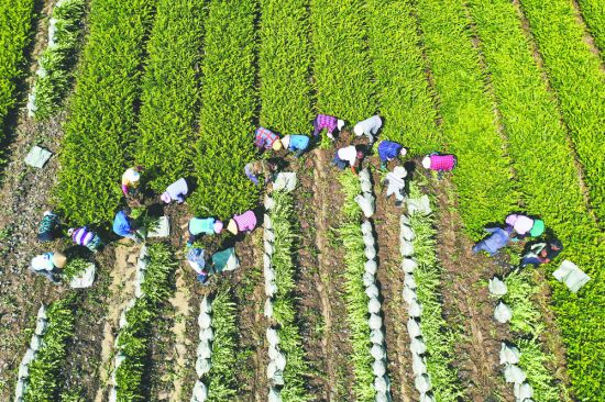 在来安县施官镇脱贫户吴永彬的苗木基地，工人打包发往山东的树苗。