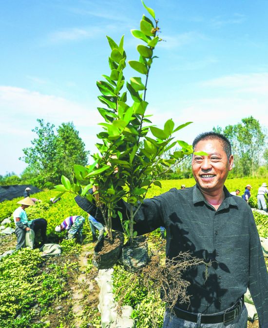 脱贫户吴永彬展示新品种“金森女贞”小杯苗。
