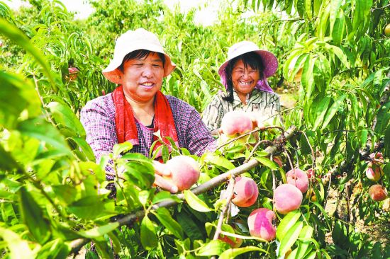 在来安县施官镇桃丰现代农业示范区， “金秋红蜜”喜获丰收，村民正在忙着采摘。