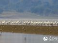 成群白琵鹭飞抵鄱阳湖越冬