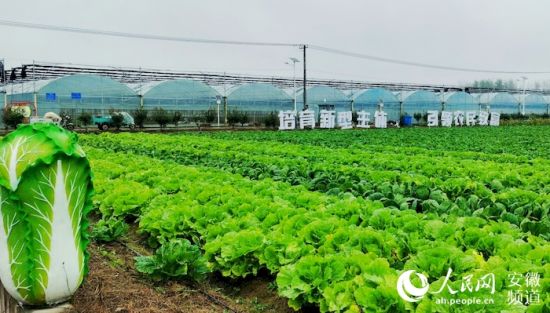 1128003029_16353741297231n