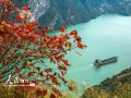 湖北秭归：峡江山村“红霞”飞