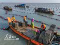 山东荣成：5000万头鲍鱼“南迁”即将结束
