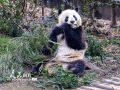 成都：大熊猫乐享冬日暖阳