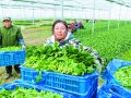 蔬菜丰产促增收