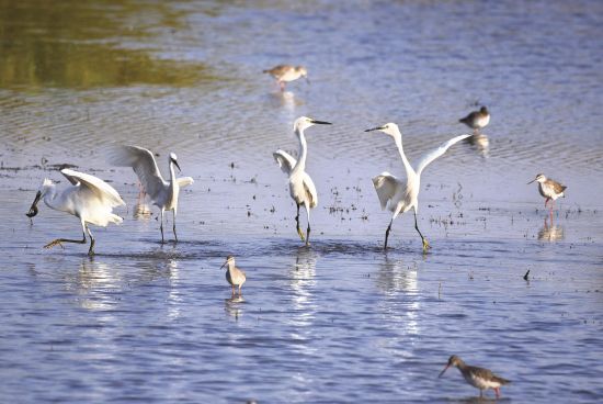 生态河湖鹭鸟欢(三等奖) 吴宗宝/摄
