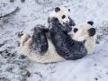 大熊猫雪中嬉戏打闹 又糯又奶