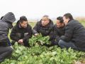 来安：田间指导 油菜管理