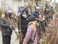 抓紧农时购苗木
