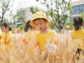 萌娃收麦忙 劳动助成长