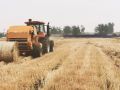 我市午季小麦喜获丰收