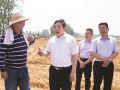 许继伟到全椒县调研粮食安全和“三夏”生产工作时强调