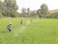 全面开展水稻病虫害防治