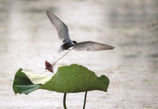 809f280f-95b7-421f-b4ba-02592f130151