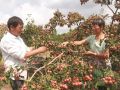 山楂丰收果农乐