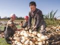 莲藕丰产 助农增收