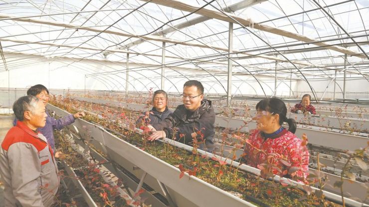 【安徽日报】滁州市南谯区沃林蓝莓合作社