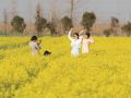油菜花开迎客来