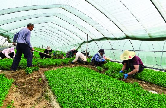 【01头条】明光:产业支撑让昔日山村换新(1372728)-20230410084402