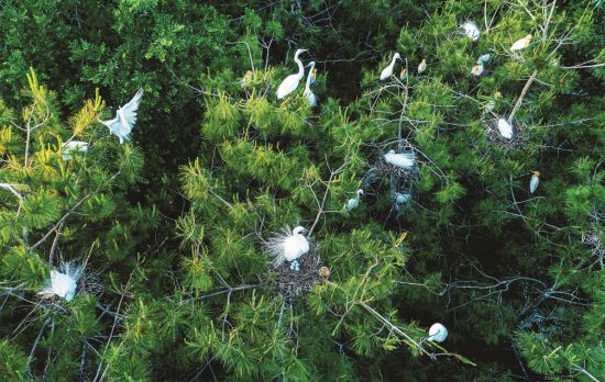 绿色家园 韩琦富/摄