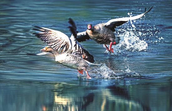 追逐嬉戏 胡万里/摄