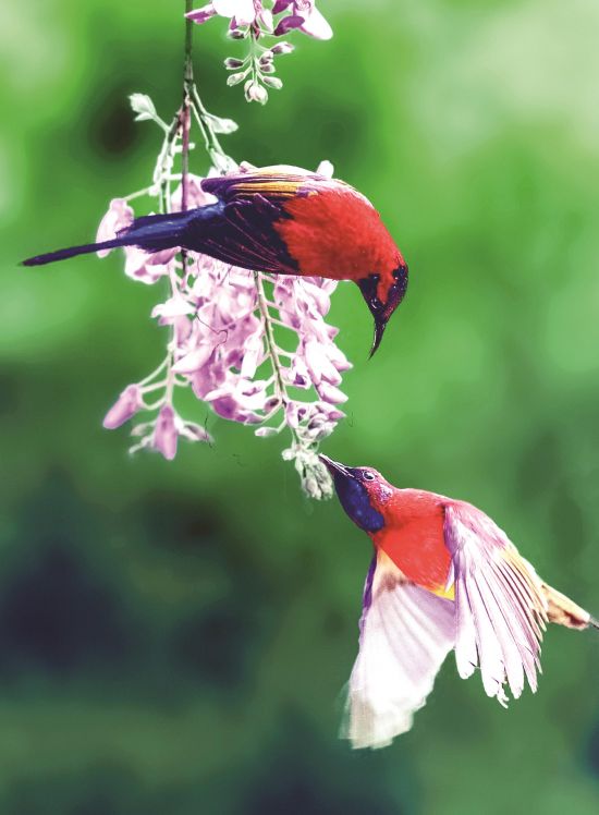 鸟语花香 赵志明/摄