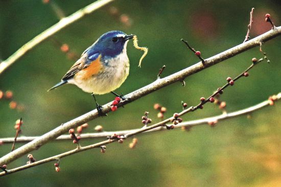 收获美食 田金龙/摄