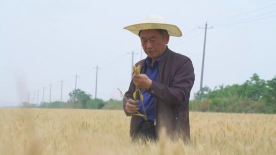 徐德明在田间查看水稻生长情况