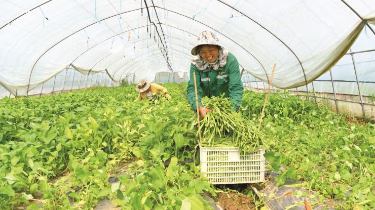 乡村振兴 产业先行