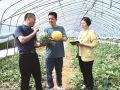 种植西瓜助力乡村振兴