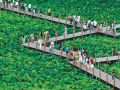 百亩荷花竞相绽放