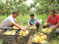 订单“青玉梨” 香飘致富路