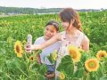 向日葵花开引得游客来