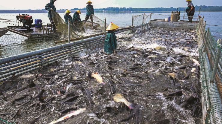 生态养殖鱼满仓