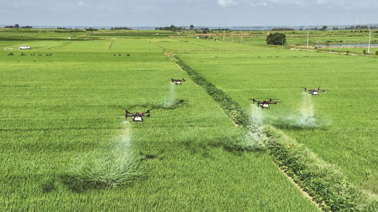农技人员战高温 守护粮食安全