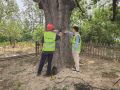 做好古树名木巡查修复 守护绿色“活文物”