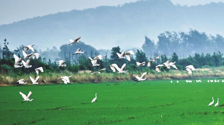 大美家园 生态滁州