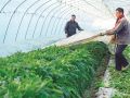 精细管理 蔬菜丰收