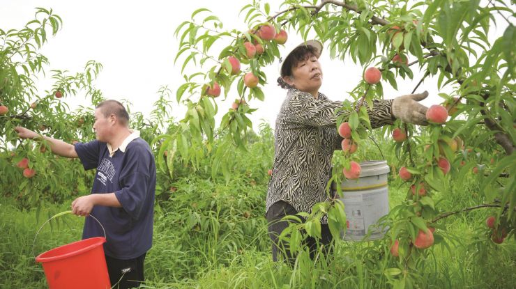 蜜桃飘香富农家