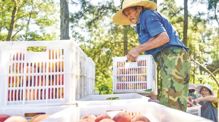 农旅融合促增收