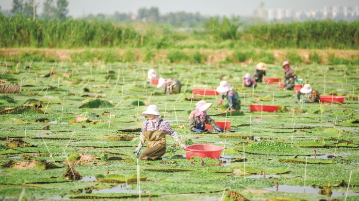鸡头果迎来丰收季