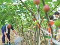 无花果开出“致富花”