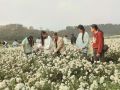 万亩滁菊绽放 师生采摘正忙