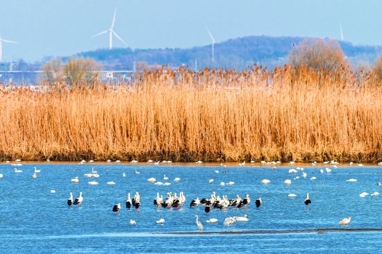 2《沐浴阳光》龚岩1月5日摄于凤阳县花园(3456887)-20241206090828