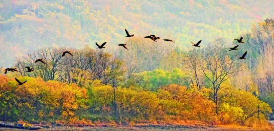 4.《鸟越西涧》韦成12月2日摄于琅琊区(3456886)-20241206090844